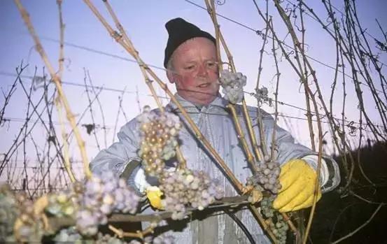 你不知道的冰酒知识,冰酒科普