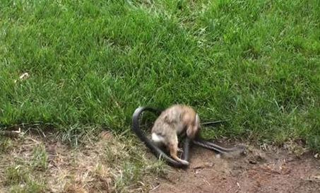 大蛇袭击小兔的视频 (大蛇袭击小兔子)