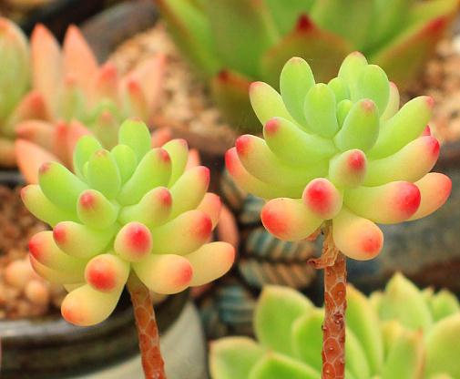 最值得买的多肉品种,包邮最漂亮多肉