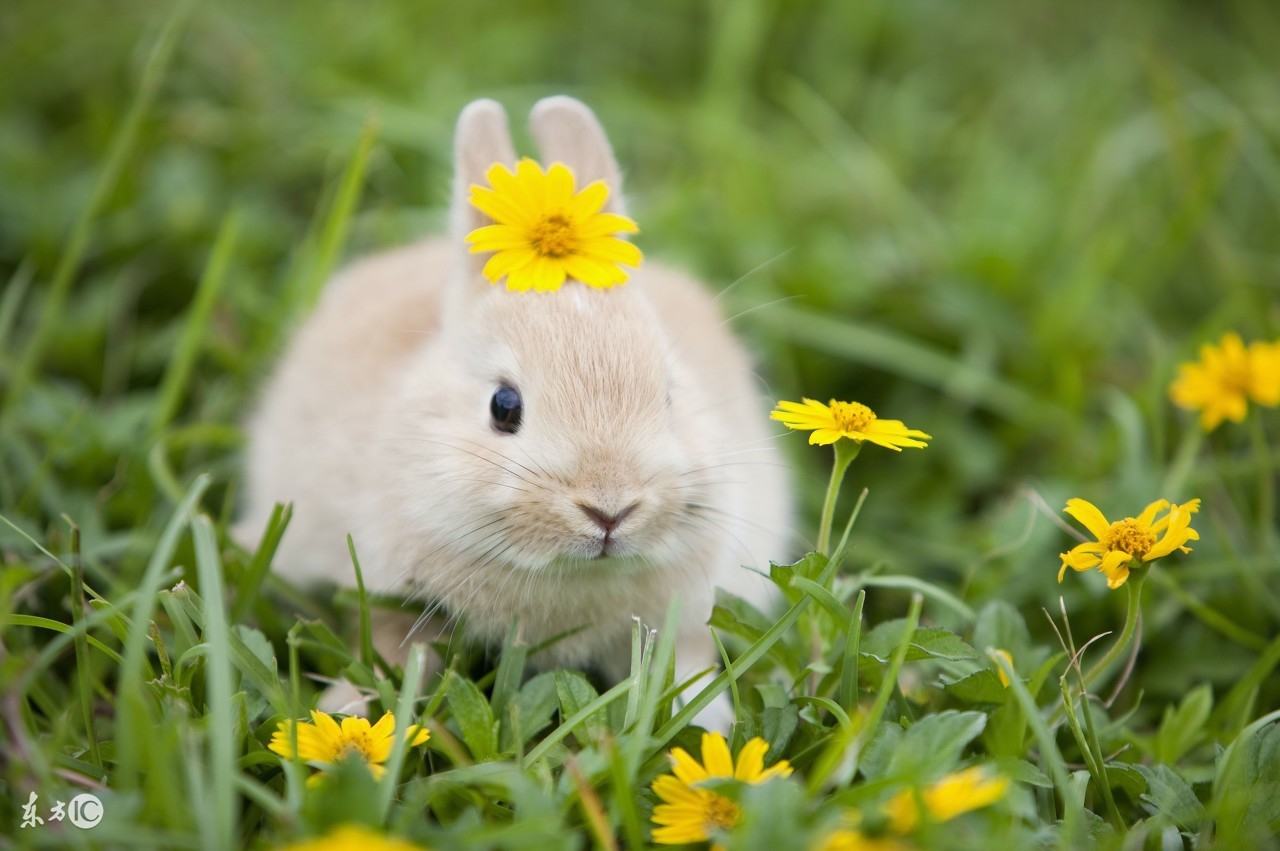 属兔女2017年运势及运程,属兔2017年的运势及运程