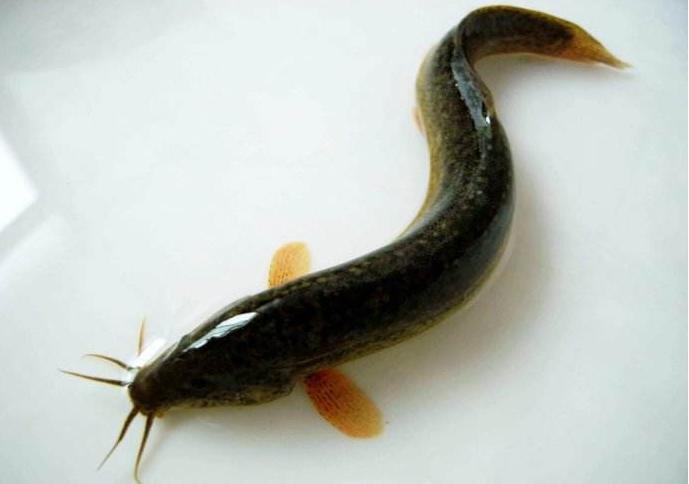 大头鱼跟白鲢鱼区别图片,青鱼草鱼鲢鱼鳙鱼被称为四大家鱼