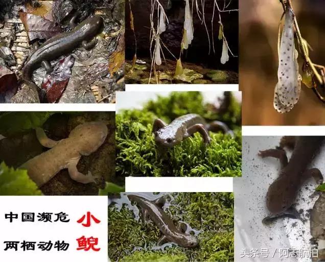 长阳周边的保护区,长阳国家级森林公园图片