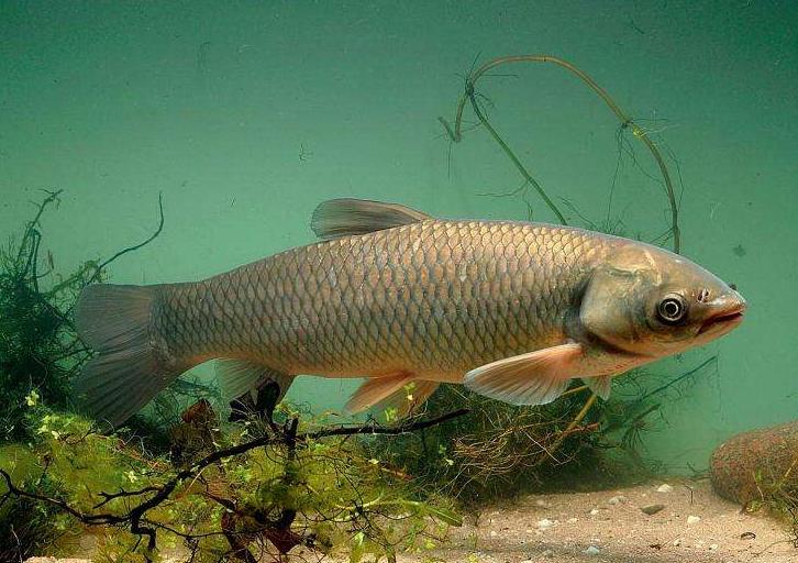 鲢鱼与青鱼和草鱼的区别,青鱼草鱼鲤鱼怎么区分