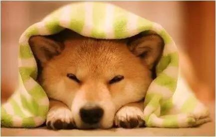 留学养宠物,出国留学宠物