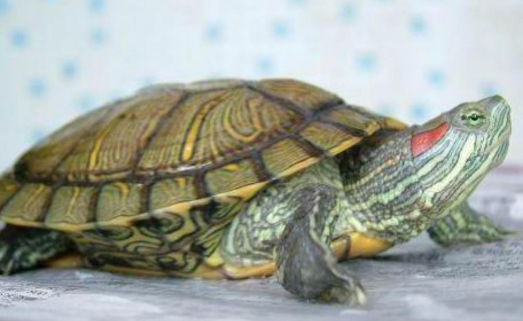 水龟都有哪些,水龟都有什么样的