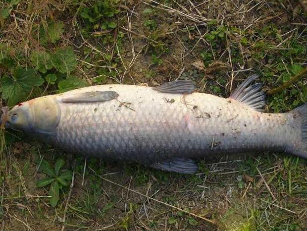 青鱼和鲢鱼的区别图片,河鱼鲢鱼大头鱼有什么区别
