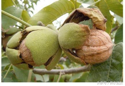 核桃虫害防治小妙招,核桃常见虫害有哪些