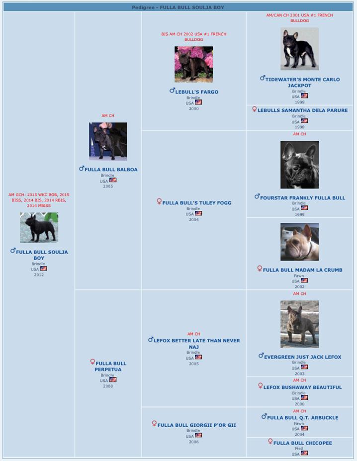 美国西敏寺犬展金毛,美国西敏寺博美犬展