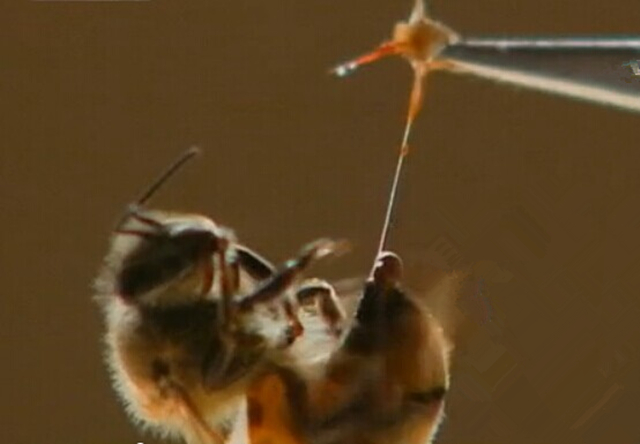 蜜蜂养殖技术500问,蜜蜂养殖技术试题及答案