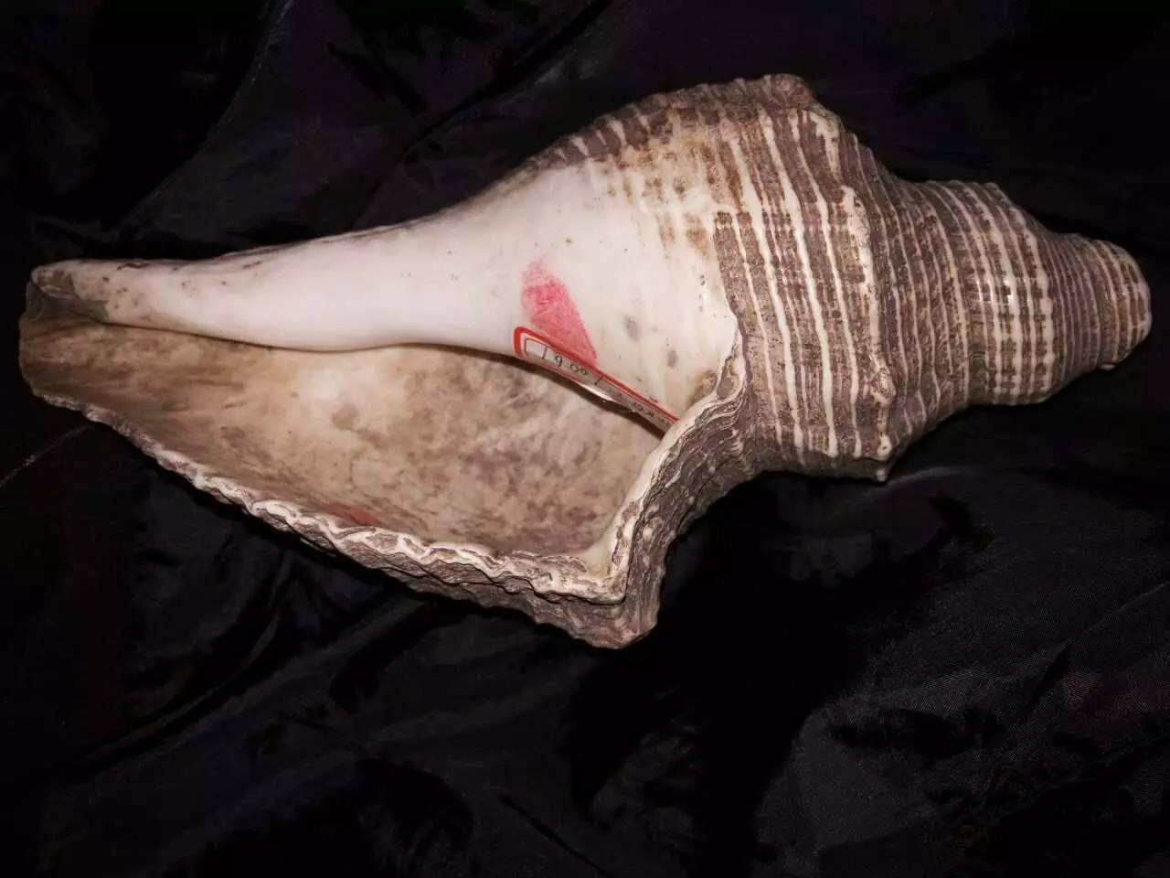 海螺化石鉴定价值,海螺化石鉴宝视频