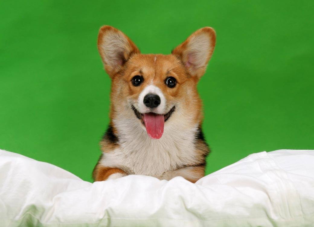 如何了解各种不同的狗狗品种,小型狗当中什么狗型最好