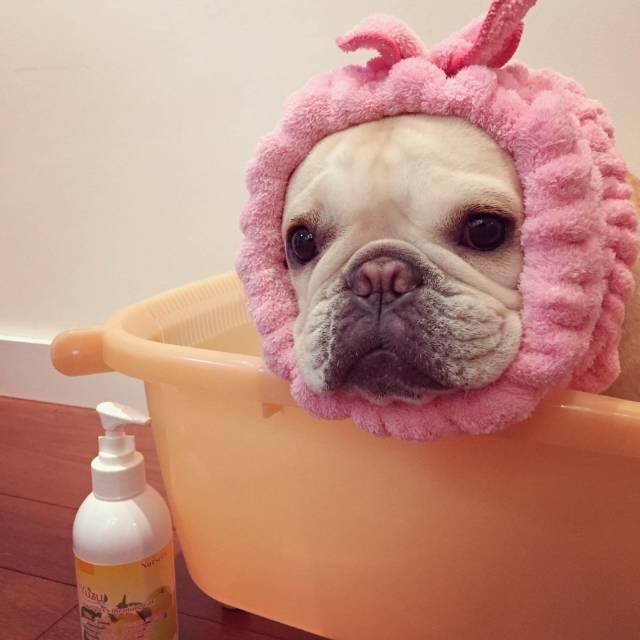 怎样养好法国斗牛犬,养好牛的十大秘密