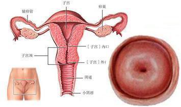 如果没有计划生育,女人一生中最多能怀几次孕?