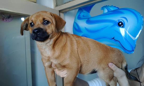 狗狗胆小怎么训练最快最简单,怎么纠正狗狗过于胆小怕车