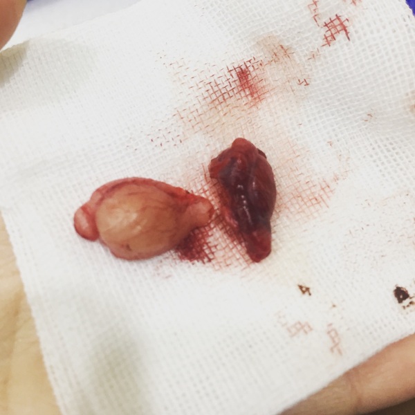 猫咪有隐睾是什么毛病,猫咪隐睾在腹腔内并萎缩怎么办