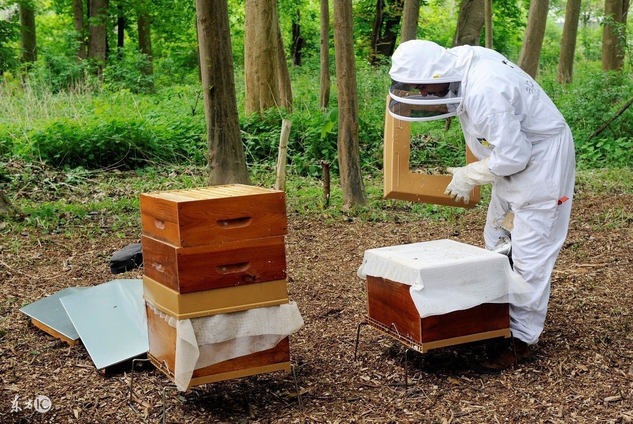 养蜜蜂专用术语,蜜蜂养殖技术维语版