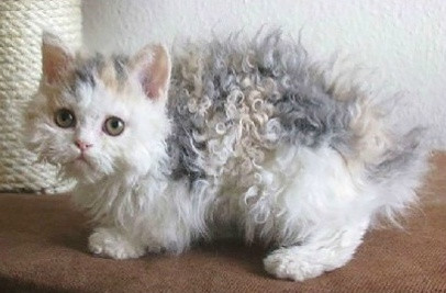 什么猫可以和泰迪混养的,什么猫适合和泰迪一起养