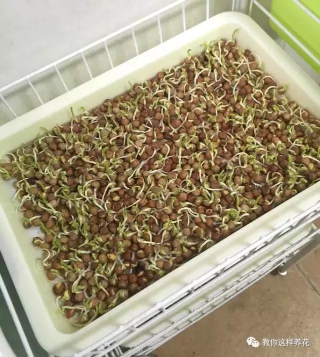 自己在家种菜做美食,家庭如何种菜做菜