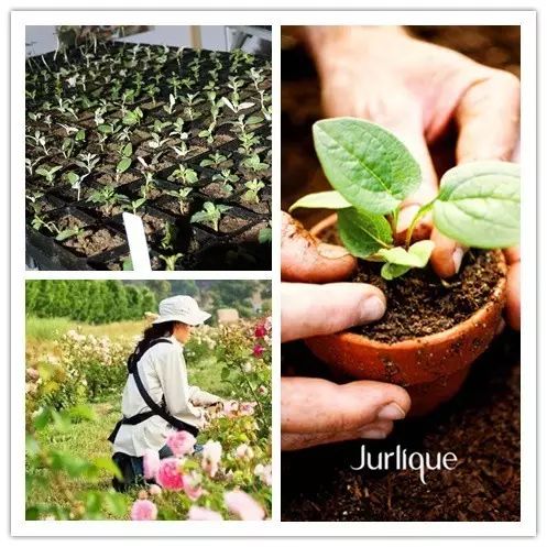 因为种玫瑰花,“她”从澳洲火到了全球!