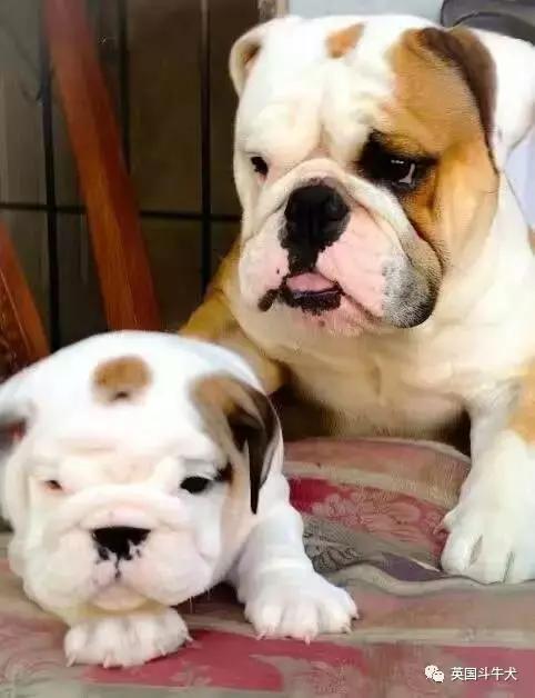 十大常见的斗牛犬,世界十大著名斗牛犬