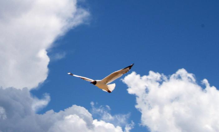 鸟类的视觉效果和人类一样吗,鸟类的视觉有多发达