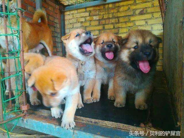 狗狗发情了,你可能需要知道这几点