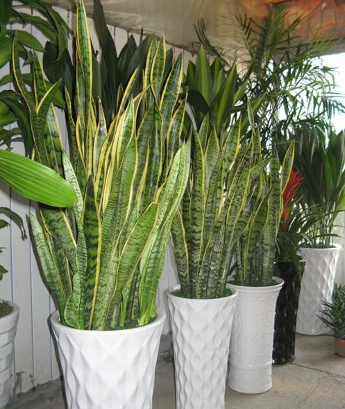 新房子除甲醛什么花好,正规新房子除甲醛价钱