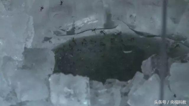 科学防蚊,实测防蚊最有效的方法