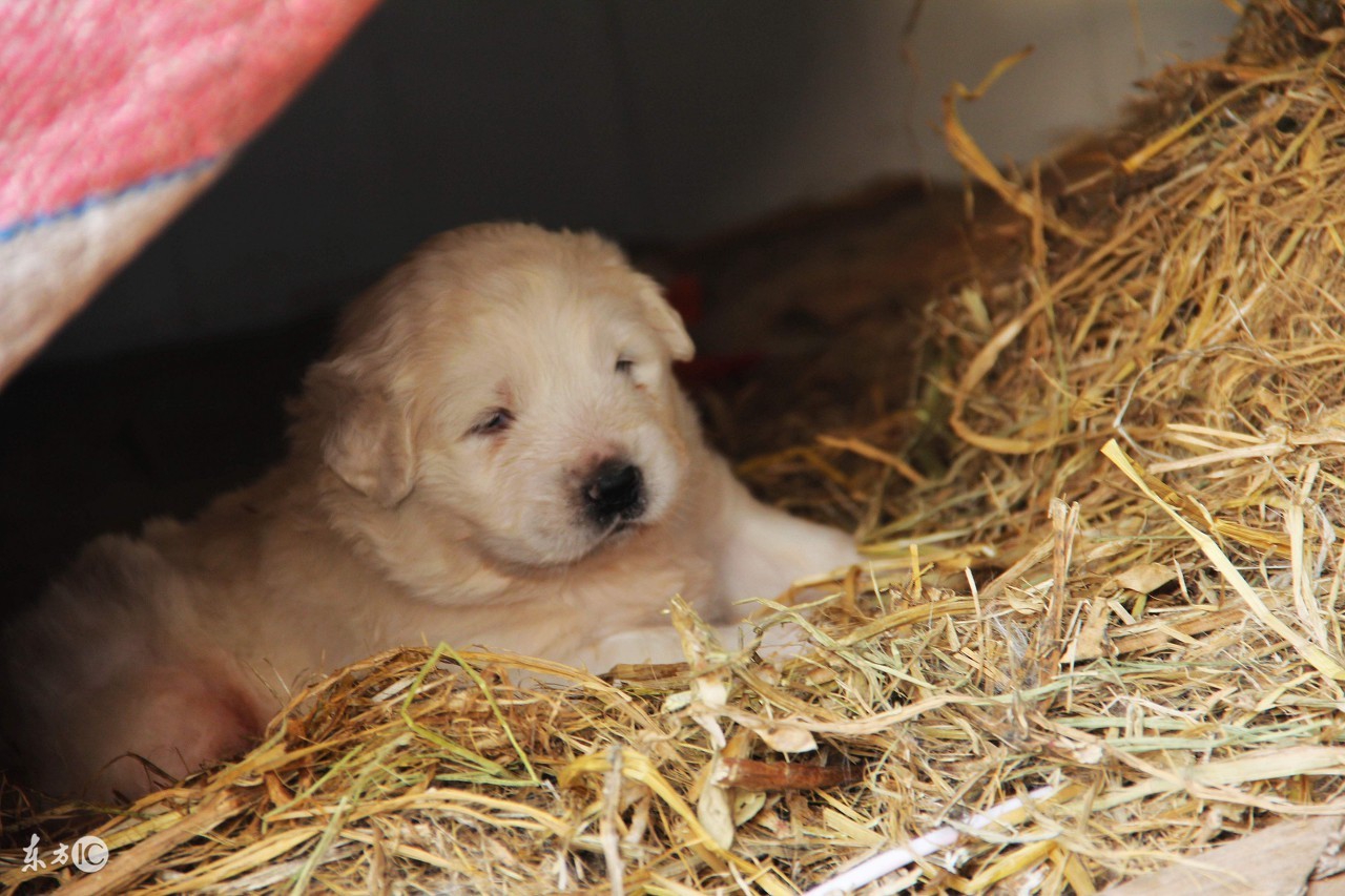 判断母狗怀孕的视频,如何判断母狗受孕