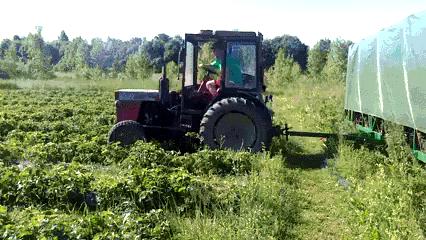 搞笑奇葩结婚风俗新郎,盘点那些新郎结婚时搞笑场景