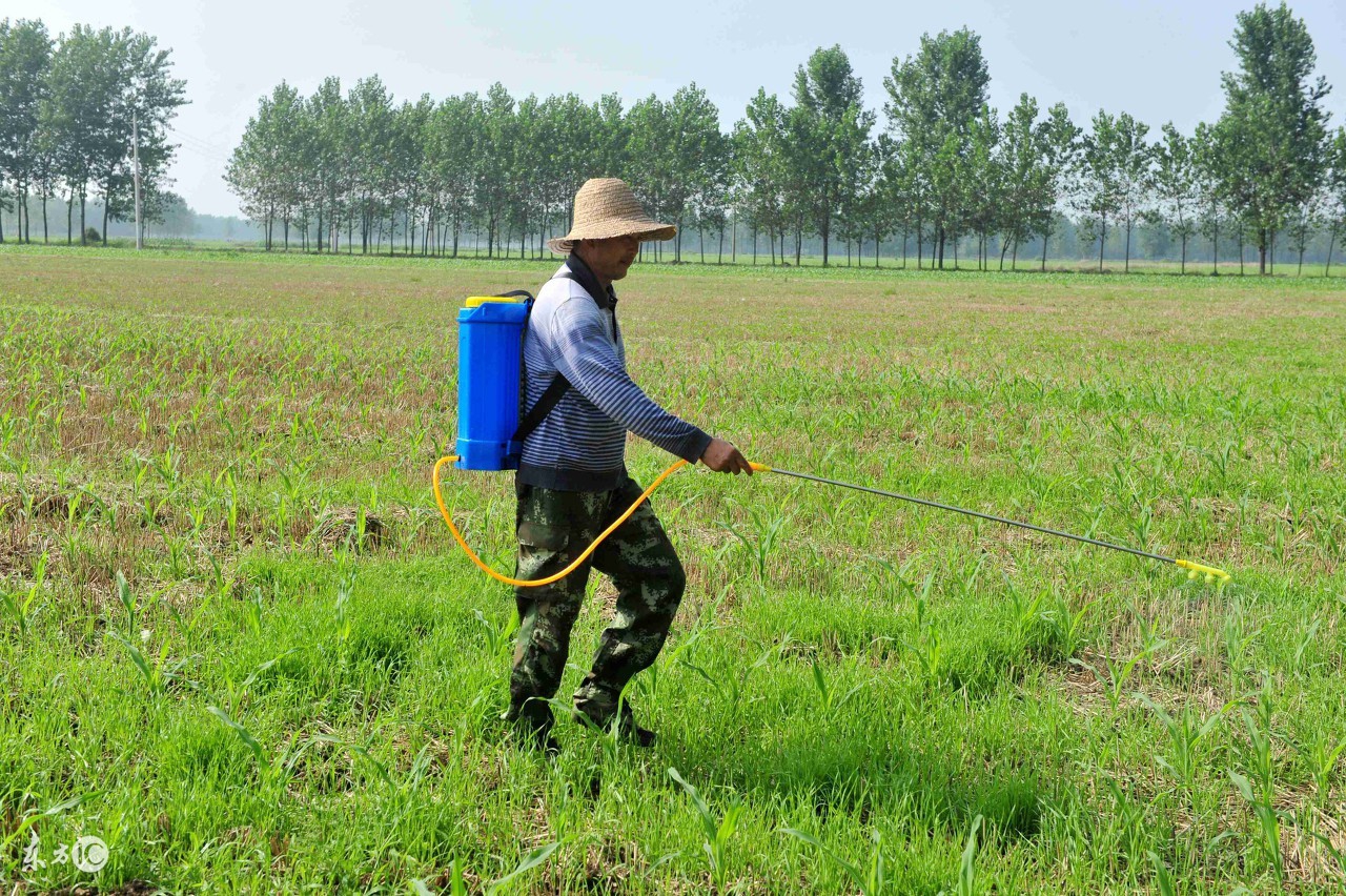冬前除草剂,冬前打除草剂的最佳时间