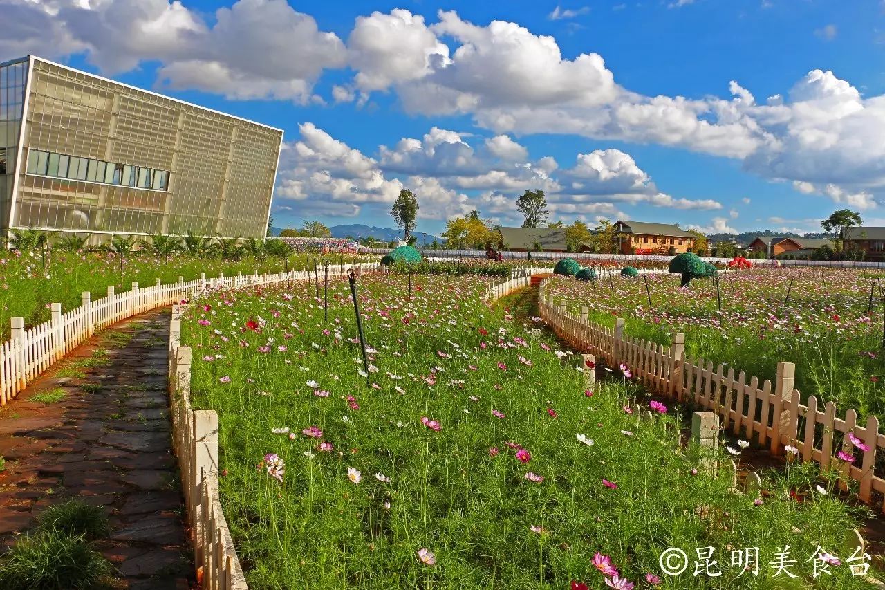 昆明捞鱼河公园万株野花如期绽放，国庆节踩烂2张共享单车也得去