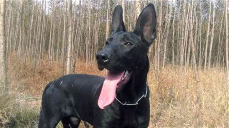 黑狼犬怎么养才能变得壮,黑狼犬的驯养方法