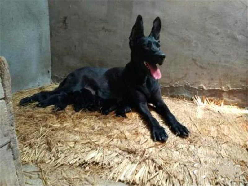 黑狼犬怎么养才能变得壮,黑狼犬的驯养方法