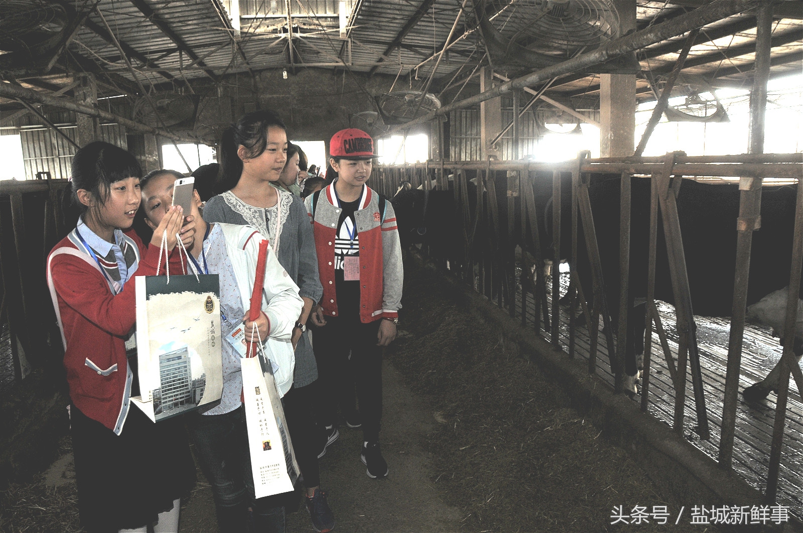 奶牛日产奶四五十公斤，挤次奶只要七八分钟，猜猜每天要挤几次？