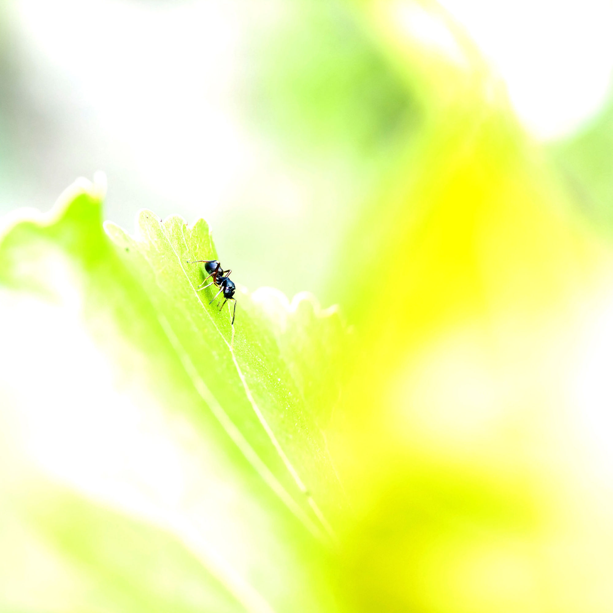 秋风秋雨秋世界—虫虫集