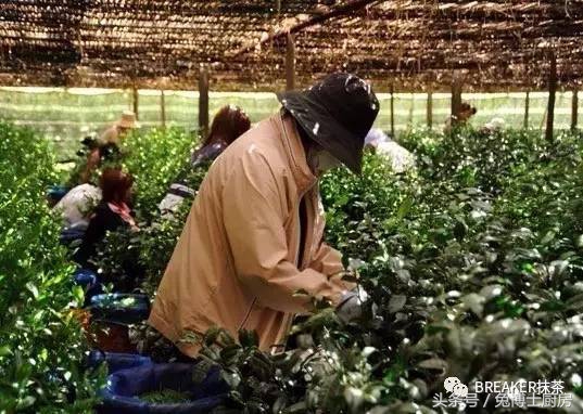 宇治抹茶和科麦抹茶哪个好,抹茶是不是绿茶磨成粉的