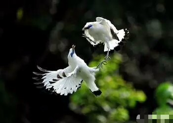 小八哥说话用捻舌头吗,八哥要捻舌头才会说话吗