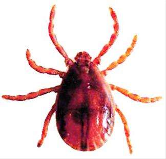 能活1000多年的水熊虫,水熊虫生命力到底有多顽强