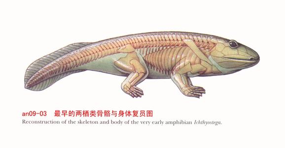 不死之虫水熊虫,不死之虫超越水熊
