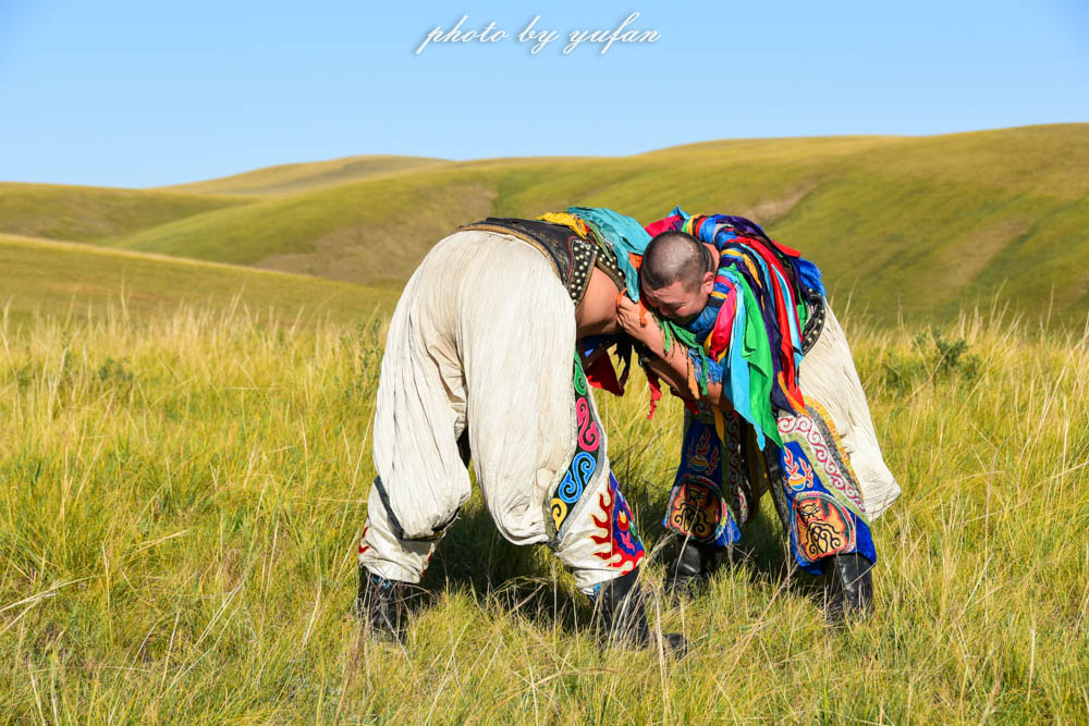 草原上的民间游戏，牛羊在吃草，牧民在搏克