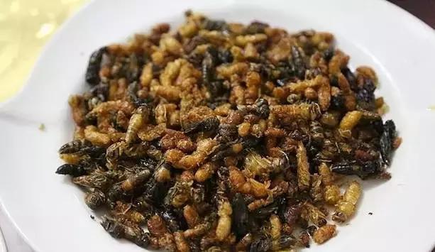 吃野生马蜂蛹违法吗,吃马蜂的蜂蛹中毒是什么原因