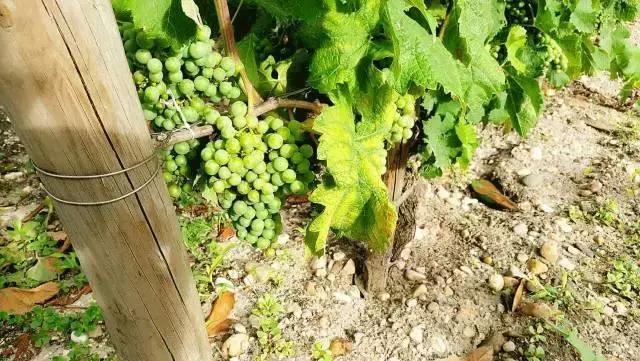 波尔多十座顶级名庄,喝遍全世界葡萄酒