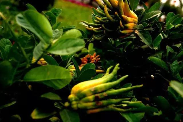 佛手柑果的栽培和管理,佛手柑管理方法