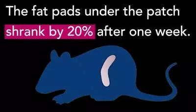 减肥不用运动神器,真正有效的减肥神器