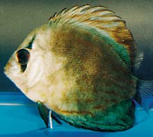 七彩神仙鱼药物中毒表现,七彩神仙鱼的症状及治疗方法