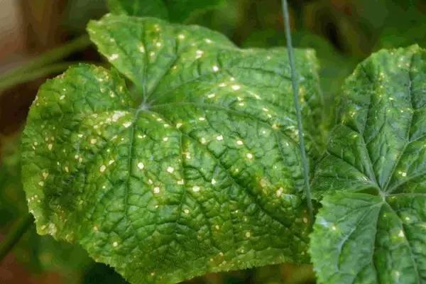 真的要“谈铜色变”？其实，慎重使用就行