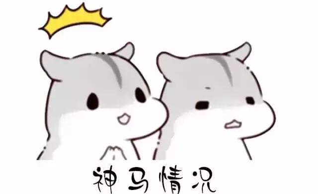 荷兰猪第一次下水洗澡,荷兰猪洗完澡第二天死亡