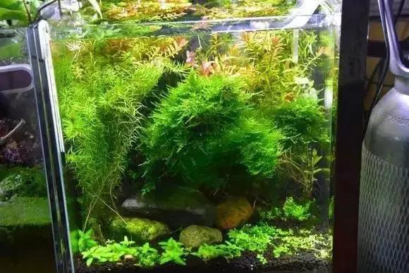 家装水景鱼缸造型全景,家居水景大号