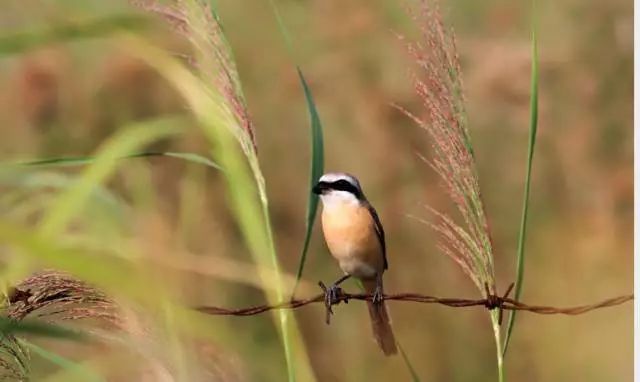 秦皇岛秋景最好的地方 (秦皇岛周边十月赏秋色的地方)